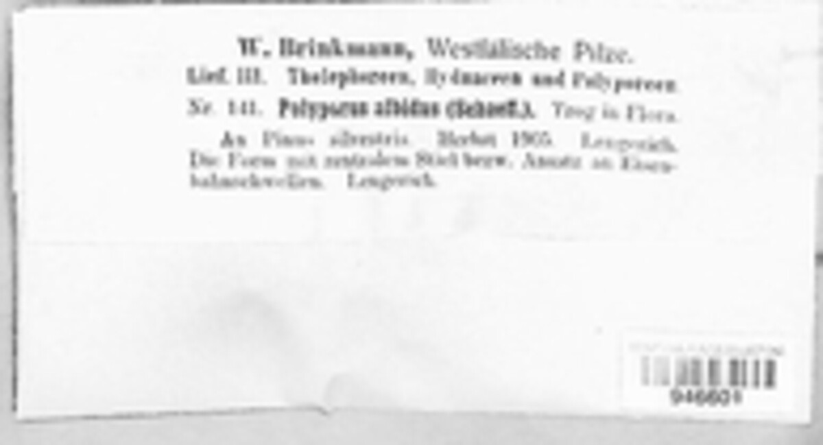 Amaropostia stiptica image
